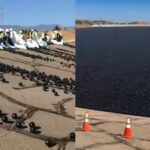 why-los-angeles-dropped-96-million-black-balls-into-drinking-water.jpg