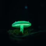 why-some-forests-in-mexico-glow-green-after-sunset-and-the-tiny-fungi-behind-the-eerie-light.jpg