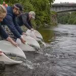 why-stockholm-releases-10000-salmon-and-sea-trout-beside-the-royal-palace-every-year.jpg