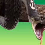 wife-sucked-venom-from-cobra-bitten-husband-to-save-him-but-ended-up-poisoned-too-doctors-warn-again.avif
