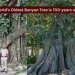 worlds-oldest-banyan-tree-is-700-years-old.jpg