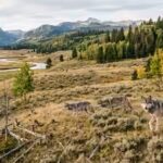 yellowstone-wolves.jpg