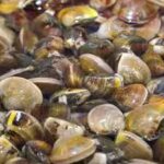 zebra-mussels.jpg