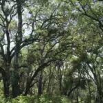 2300-acre-napa-ranch-bought-for-24m-after-17-year-vineyard-battle.jpg