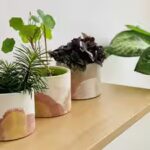 5-easy-diy-hacks-to-create-a-luxury-plant-corner-without-spending-a-fortune.jpg