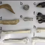 55-million-year-old-penguin-fossils-reveal-hidden-chemical-clues-about-antarctica-before-the-contine.avif