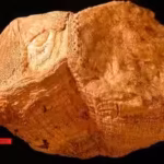 70-million-years-ago-earth-had-372-days-a-year-an-ancient-shell-reveals-days-lasted-just-23-hours-an.avif