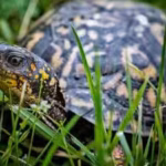a-1256-megawatt-nuclear-reactor-on-lake-erie-accidentally-became-a-wildlife-sanctuary-now-spotted-tu.avif