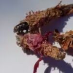 a-bagworm-moth.jpg