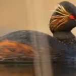 a-black-necked-grebe.jpg