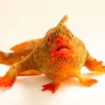 a-critically-endangered-female-red-handfish-thymichthys-politus-photo-joel-sartore.jpg