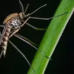 a-dose-of-insecticide-killed-9791-of-mosquitoes-that-spread-dengue-a-tiny-fraction-that-survived-has.avif