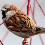 a-house-sparrow.jpg