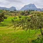 a-lost-chapter-in-the-history-of-ethiopia-agriculture.jpg