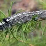 a-moth-outbreak-has-killed-off-forests-across-siberia-now-the-flammable-wood-is-causing-wildfires-th.avif