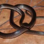 a-new-snake-species-discovered-in-the-jungle-has-been-named-after-guns-n-roses-guitarist-slash.jpg