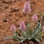 a-rare-australian-plant-last-recorded-in-1967-has-been-found-alive-in-remote-queensland-after-nearly.avif