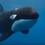 a-rare-orca-known-as-la-abuela-was-found-with-wounds-consistent-with-shotgun-pellets-the-suspected-a.avif