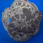 a-texas-homeowner-thought-they-had-a-snake-problem-then-more-than-20-rattlesnakes-emerged-from-benea.avif