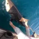 aaron-catching-a-shark.jpg