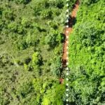 aerial-view-of-the-orange-peel-treated-area-right-and-untreated-pasture-left.jpg