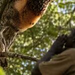 african-honeyguide-birds-recognise-local-calls-from-honey-hunters-to-help-find-hidden-bee-nests.jpg