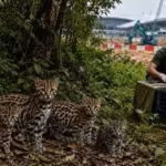 after-months-of-tracking-volunteers-found-five-leopard-cats-breeding-in-changis-forest-but-terminal.avif