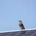 ai-cameras-watched-birds-around-solar-panels-for-17000-hours-and-recorded-no-collisions-scientists-a.avif