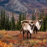 alaskas-tundra-looks-like-frozen-ground-but-beneath-it-lies-ancient-carbon-worth-a-43-trillion-clima.avif