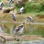 all-3-bird-islands-disappeared-in-texas-one-restored-island-now-hosts-2500-nesting-pairs.jpg