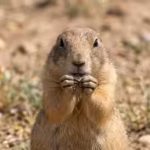 america-spent-decades-poisoning-prairie-dogs-as-pests-but-scientists-found-they-help-keep-grasslands.avif