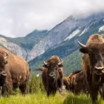 american-bison-had-been-hunted-to-extinction-in-mexico-160-years-later-the-country-introduced-47-bis.avif