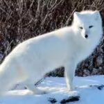 arctic-fox.jpg