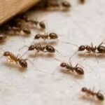 argentine-ants.jpg