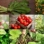 august-gardening-guide.jpg