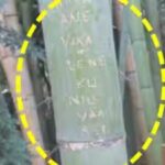 bamboo-damged-by-grafitti.jpg
