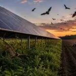 bat-activity-rose-50-over-solar-farms.jpg