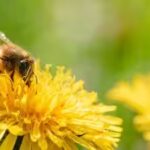 bees.jpg