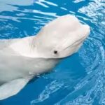 beluga-whale.jpg