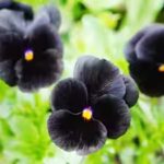 black-hollyhock-to-black-baccara-5-black-flowers-that-you-may-have-never-heard-of.jpg