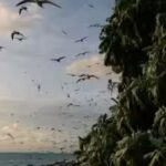 bridled-terns-fly-over-helen-island-palau.jpg