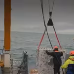 britain-is-dropping-20-concrete-reef-cubes-and-44-tons-of-scallop-shells-into-the-sea-in-the-hope-to.avif
