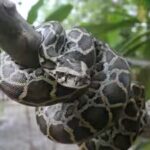burmese-pythons-are-an-invasive-species-in-florida.jpg