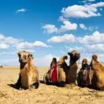 camels-in-gobi-desert.jpg