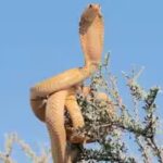 cape-cobra-snake.jpg