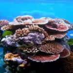 caribbean-corals.jpg