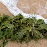 caulerpa-taxifolia-commonly-known-as-killer-algae-originates-from-the-tropical-waters-of-the-caribbe.avif