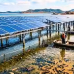 china-covered-40-of-sea-cucumber-ponds-with-solar-panels-younger-animals-spent-12-fewer-days-in-summ.avif