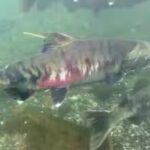 chum-salmon.jpg