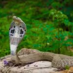 cobra-snake-representative-image.jpg